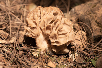 Morchella tridentina morel mushroom with the appearance of a wasp nest or beehive cells in a rusty brown color on a natural background