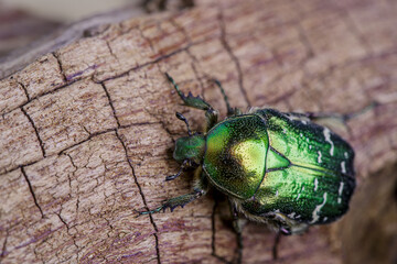 Flower chafer