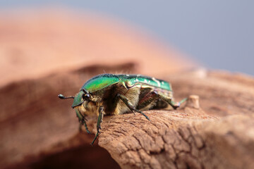 Flower chafer