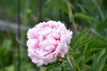 rosa Pfingstrose