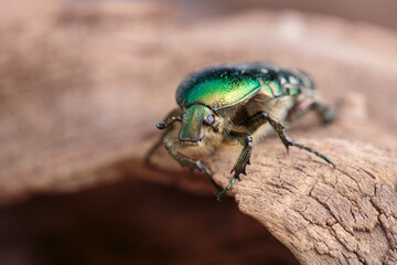 Flower chafer