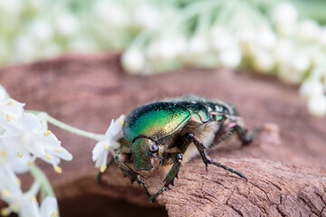 Flower chafer