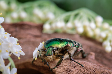 Flower chafer