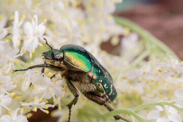 Flower chafer