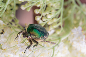 Flower chafer