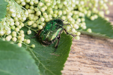 Flower chafer
