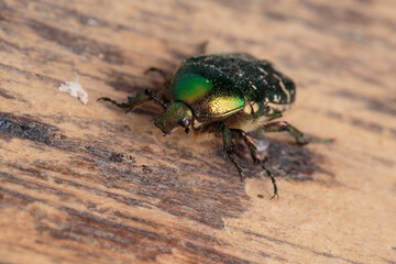 Flower chafer