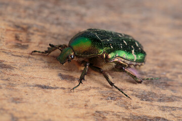 Flower chafer