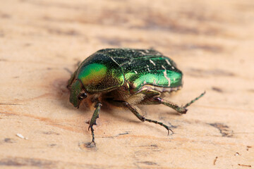 Flower chafer