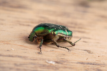 Flower chafer