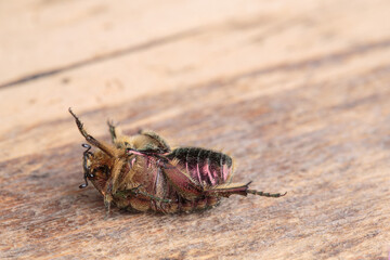 Flower chafer