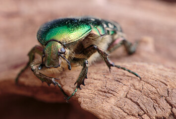 Flower chafer