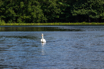 swan on the lake