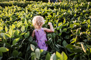 little beautiful girl in tall soybean bushes. Soybean harvest in farmer's field.