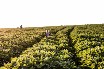 Glycine max, soybean, soya bean sprout growing soybeans on an industrial scale. Products for vegetarians. Agricultural soy plantation on sunny day. An untreated field with weeds