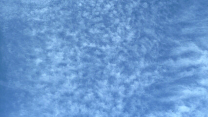 Fiori e piante selvatiche