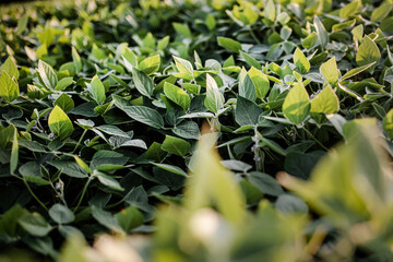 Glycine max, soybean, soya bean sprout growing soybeans on an industrial scale. Products for vegetarians. Agricultural soy plantation on sunny day. An untreated field with weeds