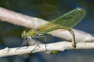 Banded demoiselle