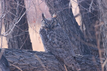 Great Horned Owl