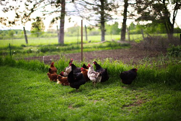 Chickens free ranging on a small farm in the country. Small scale poultry farming in Ontario, Canada.	