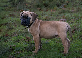 2019-01-11 BULLMASTIFF PUPPY PROFILE SHOT IN A WET FIELD WITH A BLURRY SPARKLY BACKGROUND