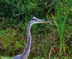 great blue heron closeup