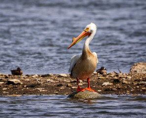 White Pelican