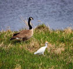 Canadian Goose