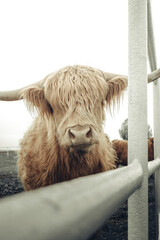 Krowa szkocka, szkocka rasa wyżynna - obrazy, fototapety, plakaty