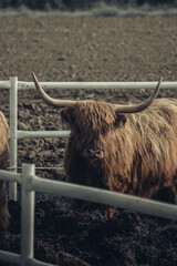 Krowa szkocka, szkocka rasa wyżynna © Aleksandra