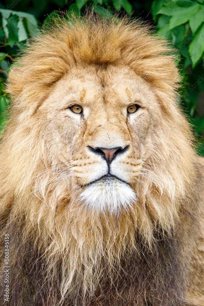 Poster close up of a male lion (panthera leo)