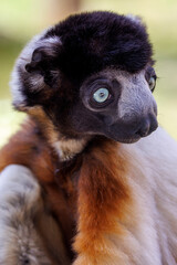 A Crowned sifaka (Propithecus coronatus)