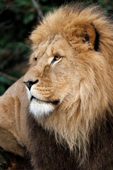 close up of a male lion (Panthera Leo)