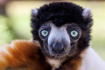 A Crowned sifaka (Propithecus coronatus)