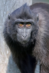 Crested macaque (Macaca Nigra) close up view, fauna concept