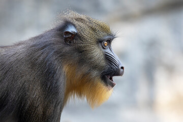 Close up view of a mandrill (Mandrillus sphinx)