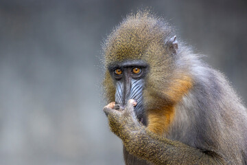 Close up view of a mandrill (Mandrillus sphinx)