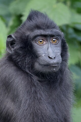 Portrait of a Crested Macaque (Macaca Nigra)