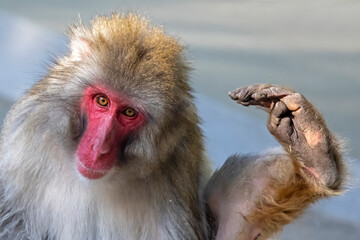 Close up portrait of japanese macaque (Macaca fuscata)