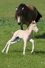 Fototapeta na wymiar a young foal collie with his mother in the meadow