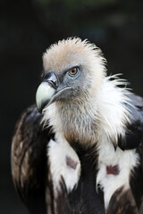 A griffon vulture (Gyps fulvus)