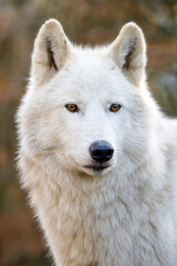 Obraz na płótnie Canvas A Hudson Bay wolf (Canis lupus hudsonicus)