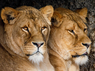 closeup portrait of Lionesses (Panthera Leo)