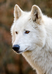 A Hudson Bay wolf (Canis lupus hudsonicus)