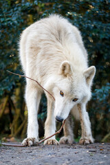 A Hudson Bay wolf (Canis lupus hudsonicus)