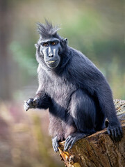 A Crested macaque (Macaca Nigra)
