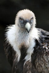A griffon vulture (Gyps fulvus)