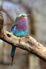 A lilac-breasted roller (Coracias caudatus)