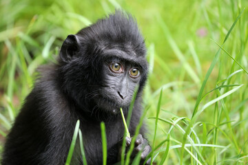 A Crested macaque (Macaca Nigra)