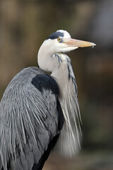 A Grey Heron (Ardea cinerea)